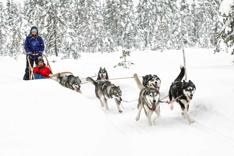 huskysafari